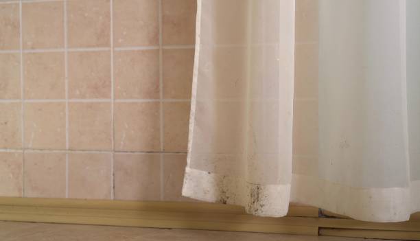  Cartersville, GA Mold Removal Pros