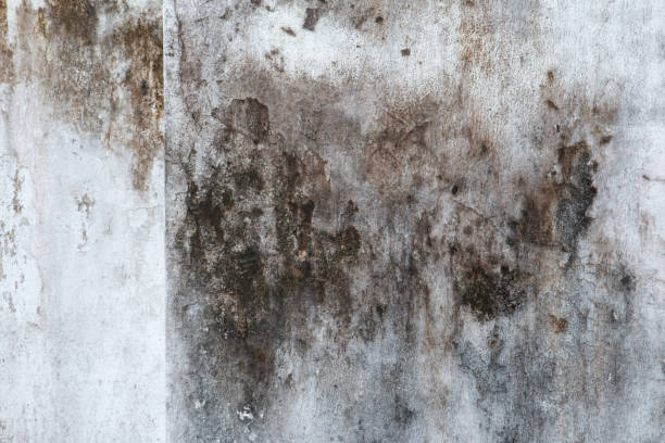 Best Environmental Consulting for Mold Prevention  in Cartersville, GA