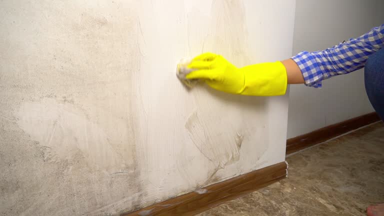 Reliable Cartersville, GA Mold Removal Solutions