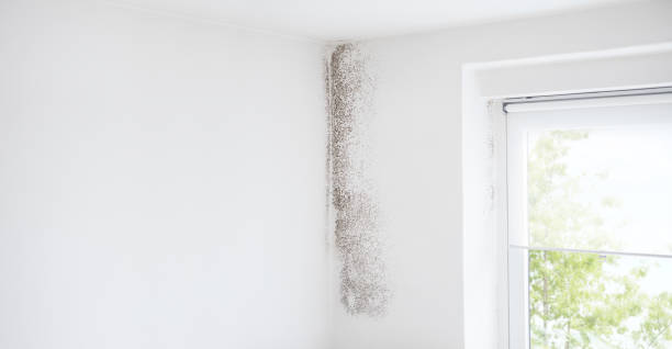 Best Air Quality Testing for Mold Spores  in Cartersville, GA