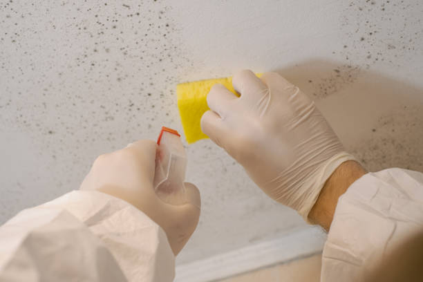 Best HVAC Mold Inspection and Cleaning  in Cartersville, GA