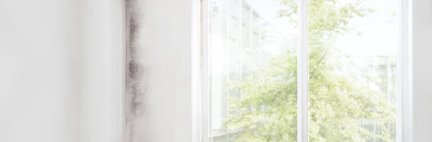 Best Basement Mold Removal  in Cartersville, GA