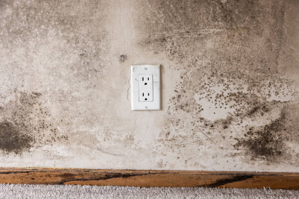 Best Mold Documentation for Insurance Claims  in Cartersville, GA