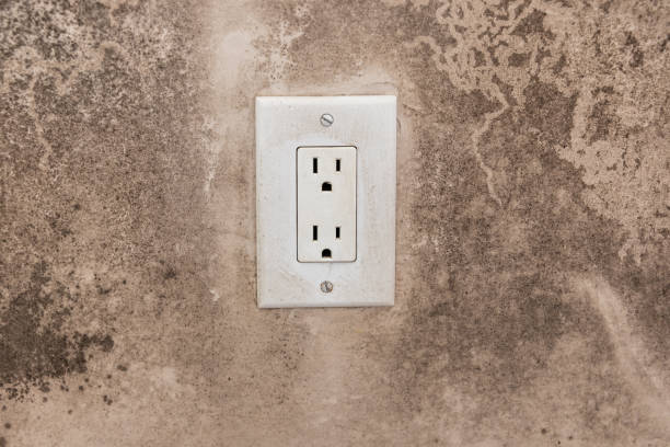 Best Black Mold Removal  in Cartersville, GA