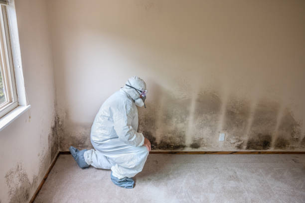 Best Mold Damage Restoration  in Cartersville, GA