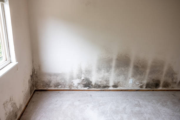 Best Mold-Related Health Consultation  in Cartersville, GA