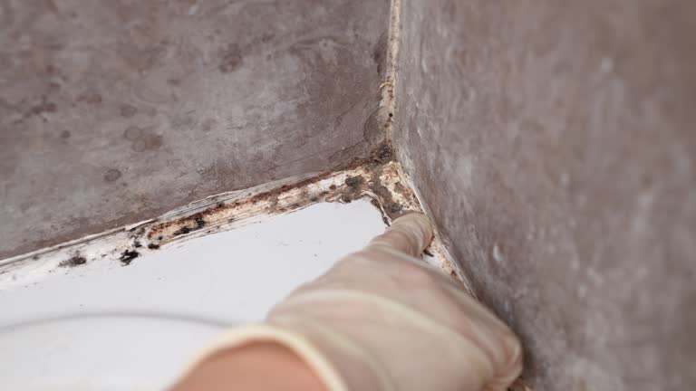 Best Airborne Mold Testing  in Cartersville, GA